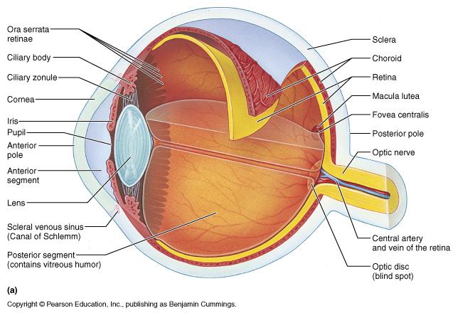 Eye as lens/optical device M&M, fig. 16.