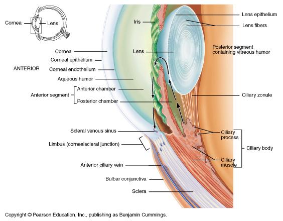Detail: Aperture and focus APERTURE Pupil changes shape due to intrinsic autonomic muscles Sympathetic: Dilator pupillae (radial fibers) M&M, fig. 16.