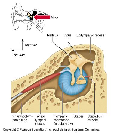 Middle Ear External auditory canal ends at tympanic membrane which vibrates against malleus on other side Inside middle ear chamber malleus incus stapes which vibrates