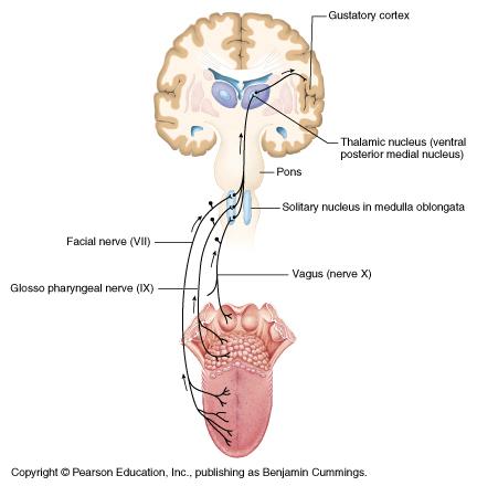 Cranial Nerves of Taste Anterior 2/3 tongue: VII (Facial) Posterior