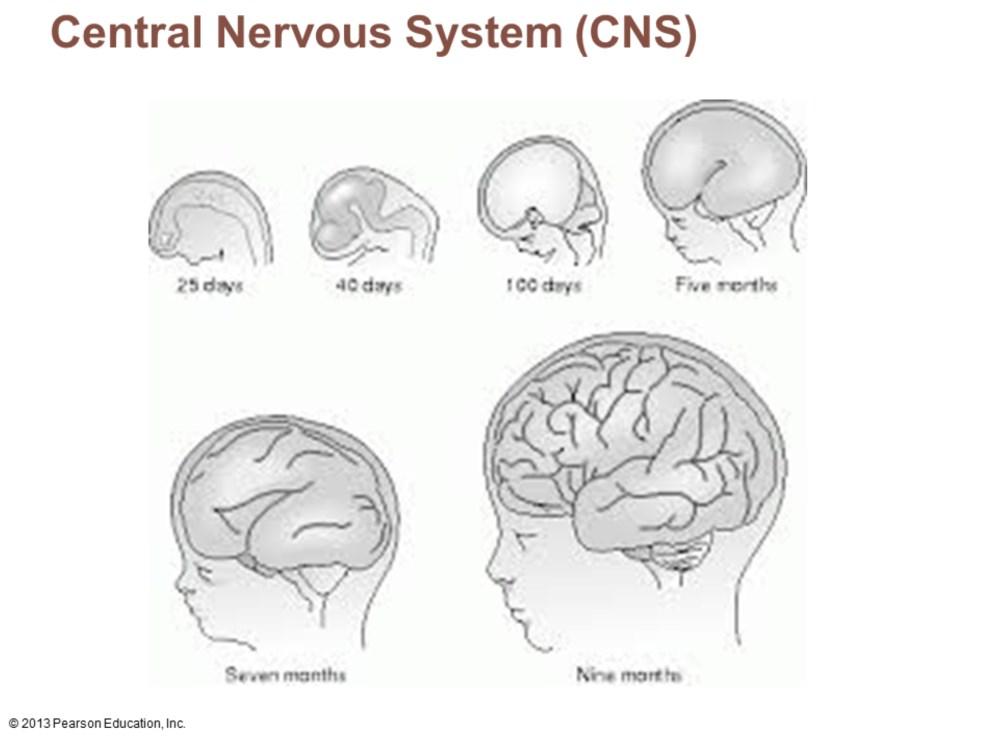 CNS consists of brain and spinal cord Cephalization Evolutionary development of rostral