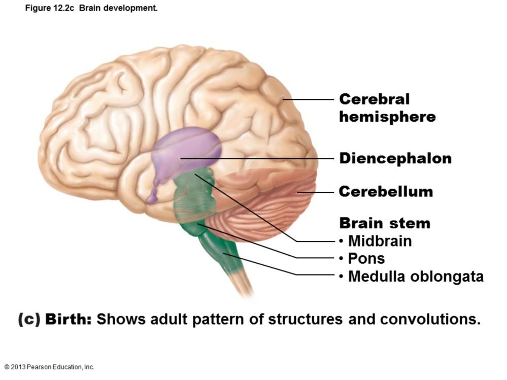 Adult brain regions 1. Cerebral hemispheres 2.
