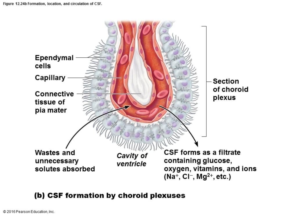 Choroid plexus: cluster of capillaries that hangs from roof of each ventricle, enclosed by pia mater and surrounding layer of ependymal cells CSF is filtered from plexus at constant rate Ependymal