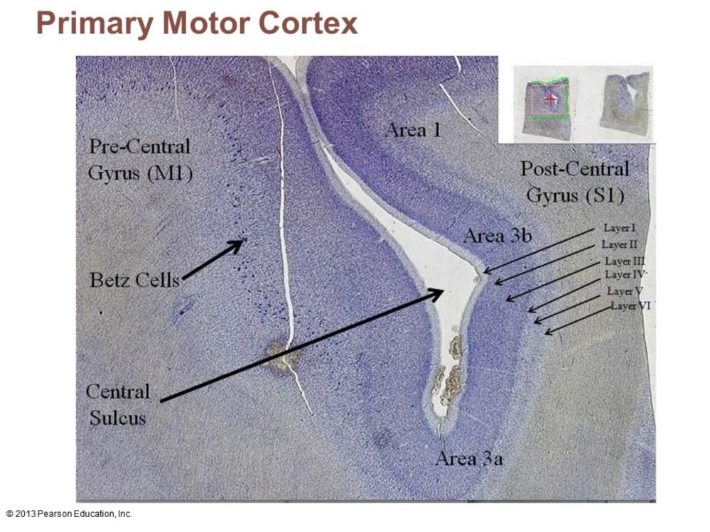 Allows conscious control of precise, skilled, skeletal muscle movements Betz