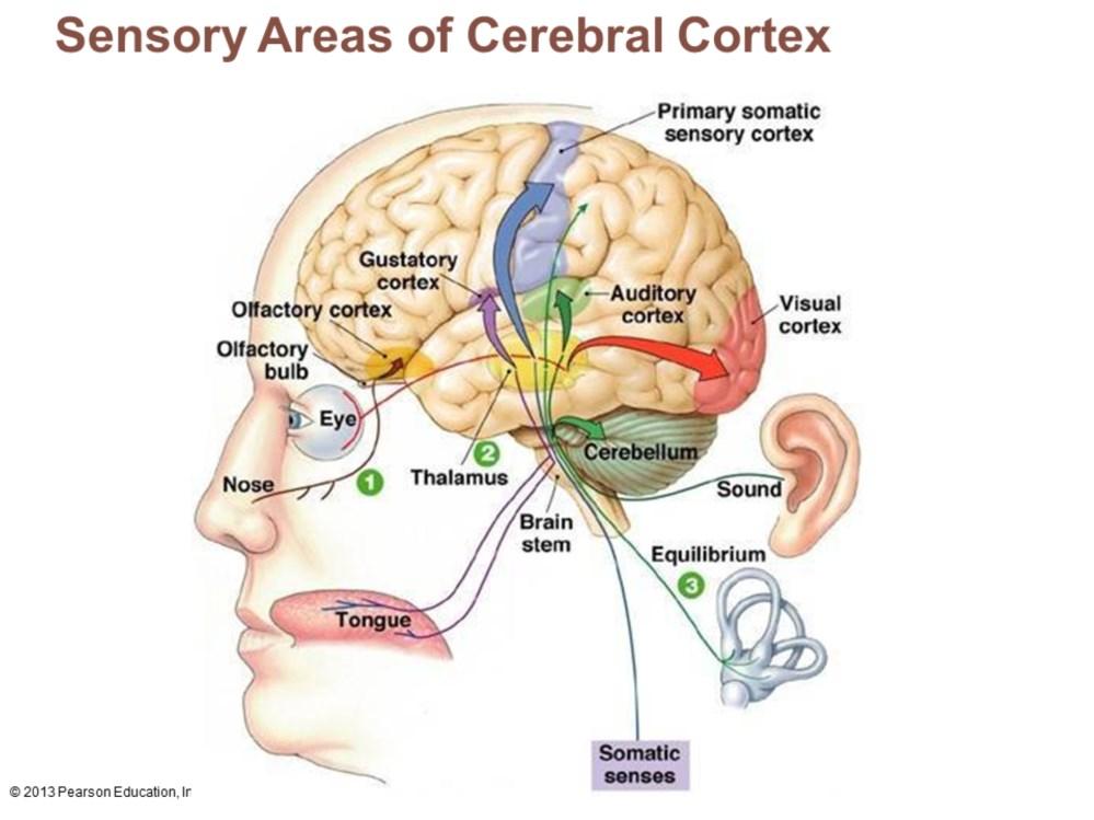 Primary somatosensory cortex Visual areas Auditory areas