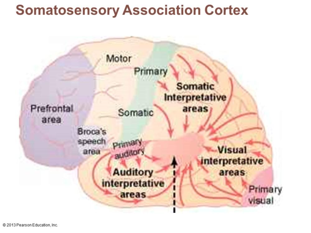 Somatosensory association cortex Posterior to primary somatosensory cortex Integrates sensory input from primary
