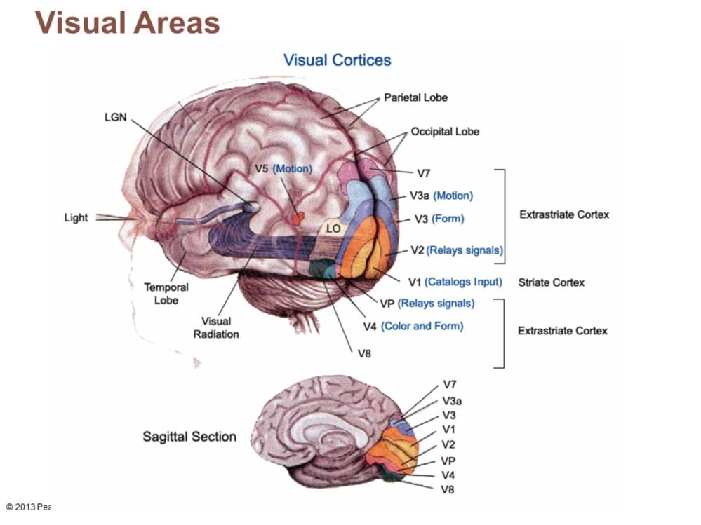Primary visual (striate) cortex Extreme posterior tip of occipital lobe Most