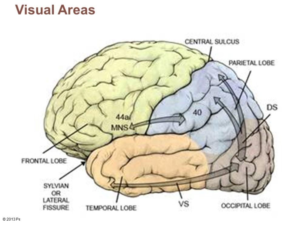 Visual association area Surrounds primary visual cortex Uses past visual experiences to interpret visual stimuli (e.g.