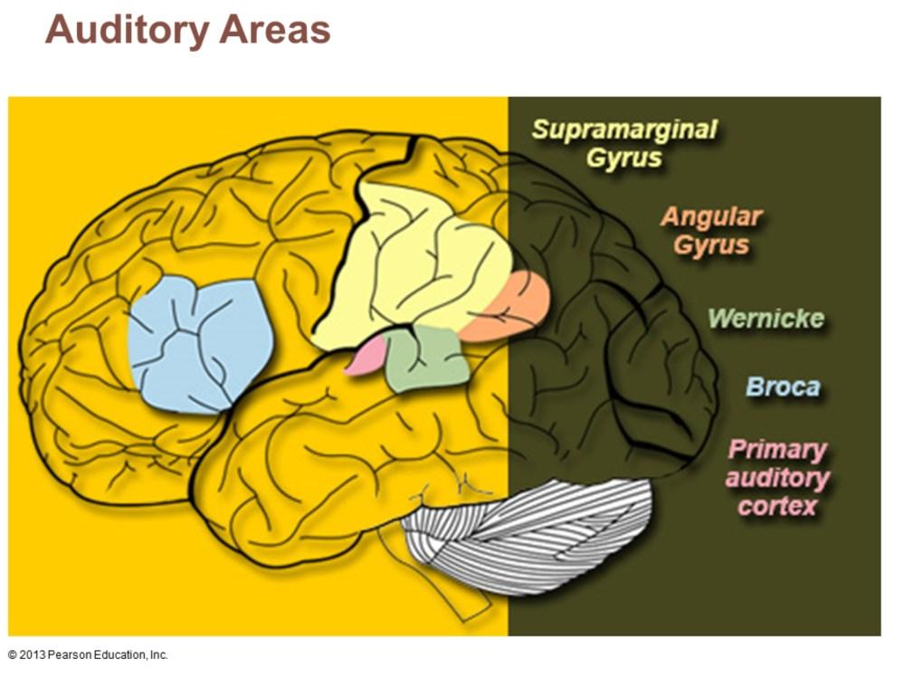 Auditory association area Located posterior to primary auditory