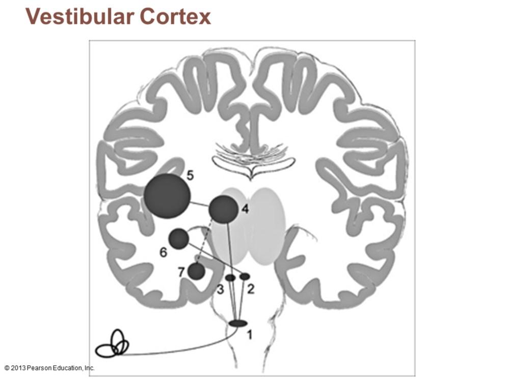 Posterior part of insula and adjacent parietal cortex Responsible