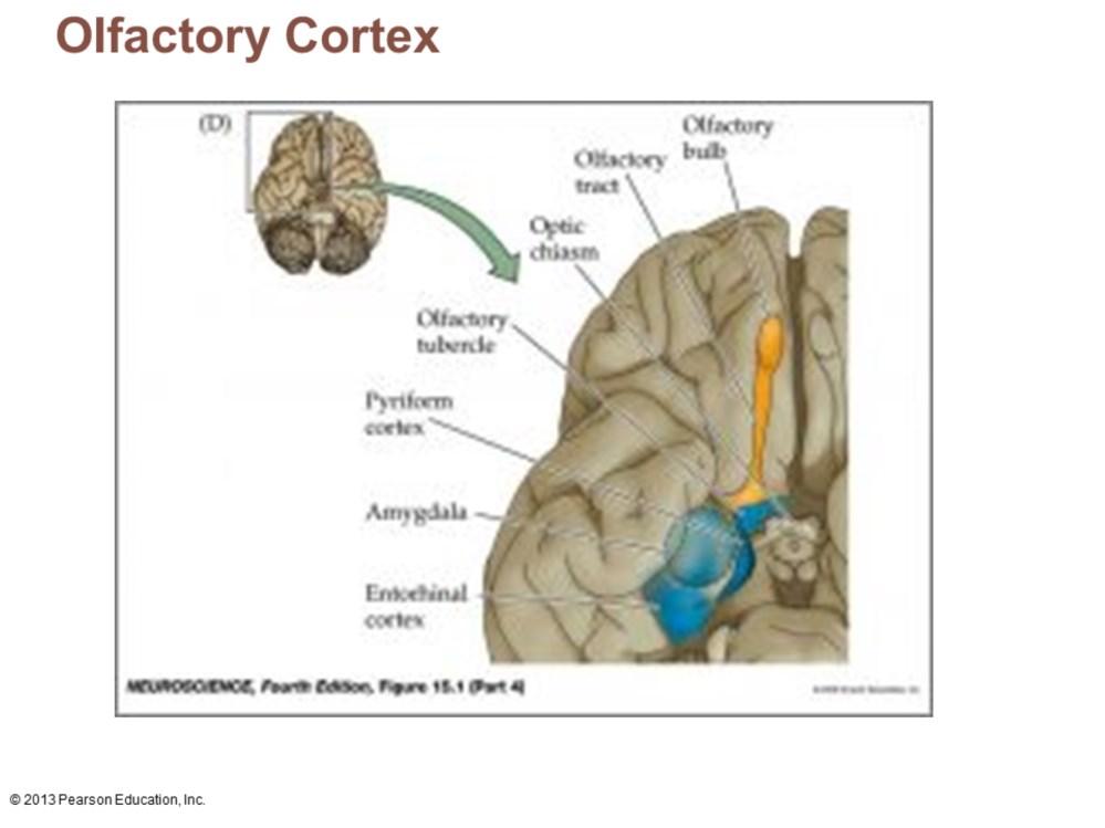 Primary olfactory (smell) cortex Medial aspect of temporal lobes (in piriform lobes) Part of primitive rhinencephalon, along