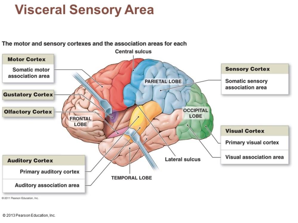 Posterior to gustatory cortex Conscious perception of