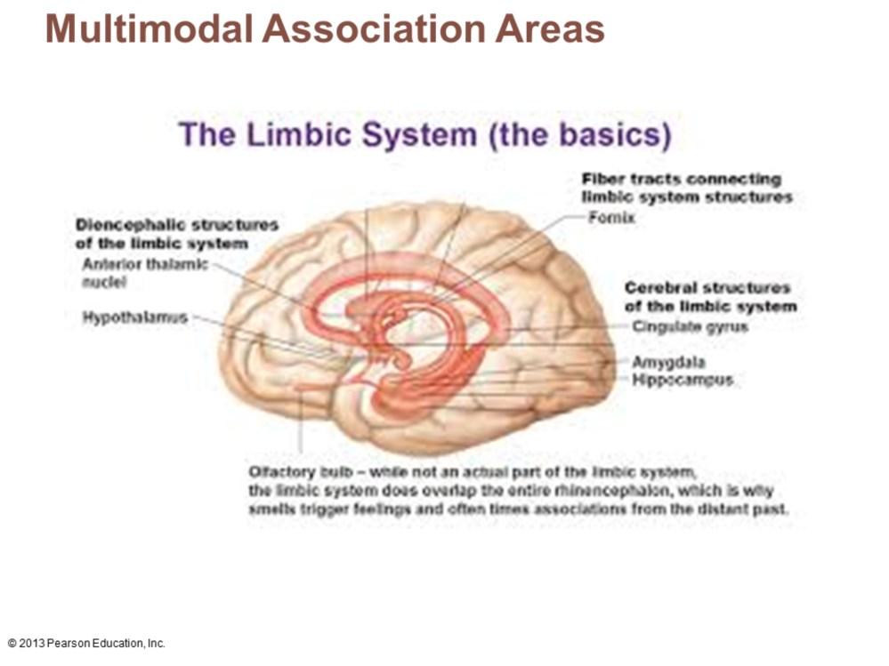 Part of limbic system Involves cingulate gyrus, parahippocampal gyrus, and