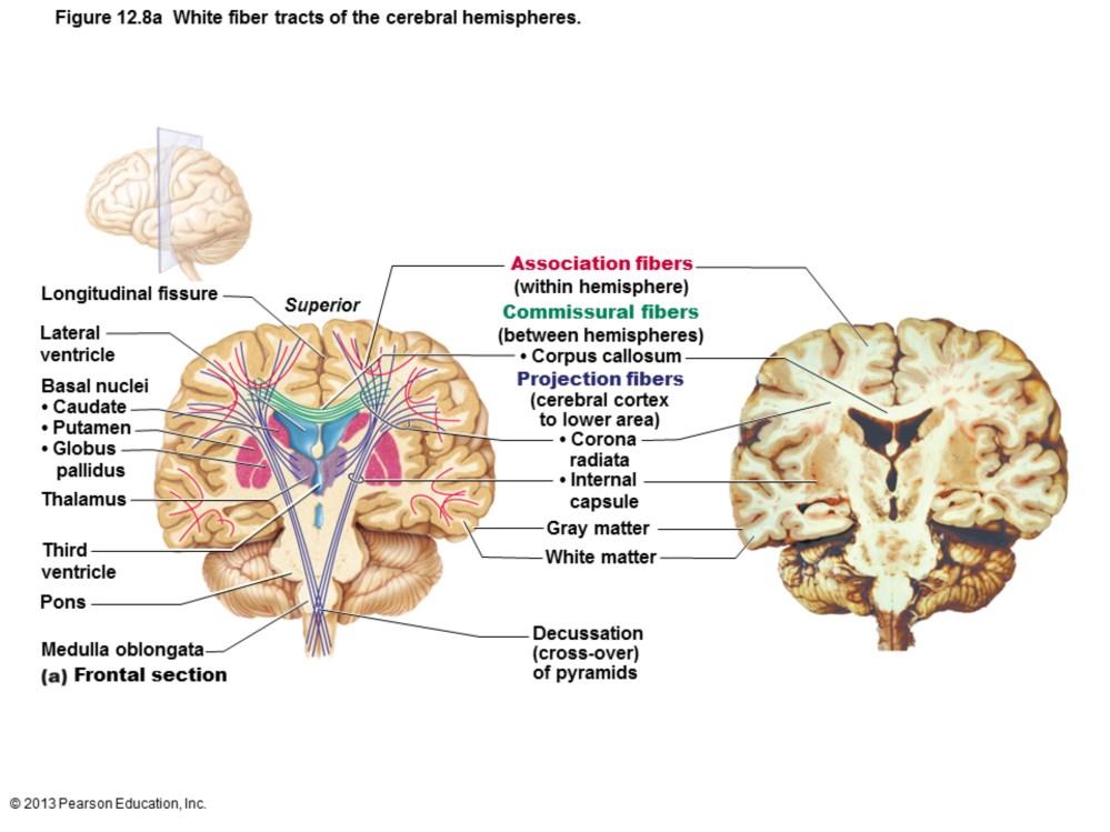 Myelinated fibers and tracts Communication between cerebral areas, and between cortex and lower CNS Association fibers horizontal; connect different parts of