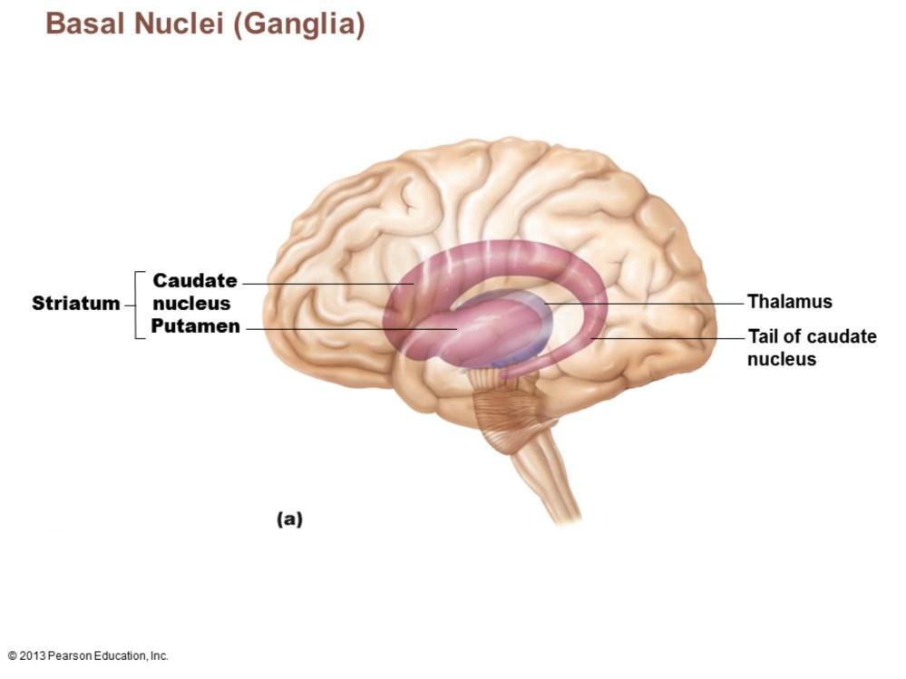 Subcortical nuclei Caudate nucleus Putamen Globus pallidus Caudate nucleus + putamen =