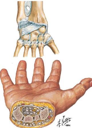 Joints of Wrist: Radiocarpal Intercarpal Midcarpal (physiological joint though) Joints of Hand: Carpometacarpal Intermetacarpal Metacarpophalangeal