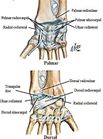 Ligaments: - medial and lateral collateral ligaments (stop excess radial and ulnar deviation) - Palmar and dorsal radiocarpal and palmar (stronger than