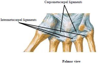 Ligaments CMC and IMC ligaments, interosseous; ligaments holding 1 st carpometacarpal are separate to allow for free movement of thumb BS palmar