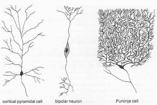 Types of Neurons Neuron Features Dendritic trees Receives information Axon Transmits signals from soma to other neurons Myelin sheath Insulates, speeds signal transmission Terminal/synaptic buttons
