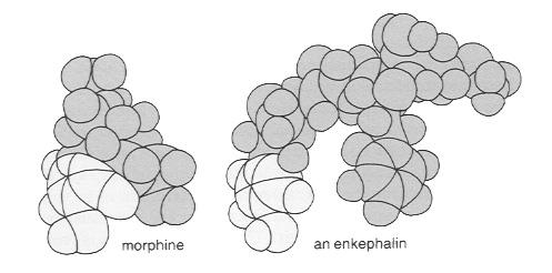 Enkephalins Race to discover natural opiates Hughes & Kosterlitz (1975) Pig brains Same action as morphine - enkephalin Opiate receptors are actually enkephalin receptors Natural Brain Opioids