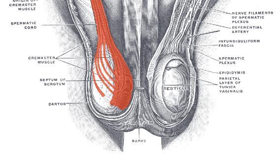 Contractions of this muscle causes wrinkling of the skin.