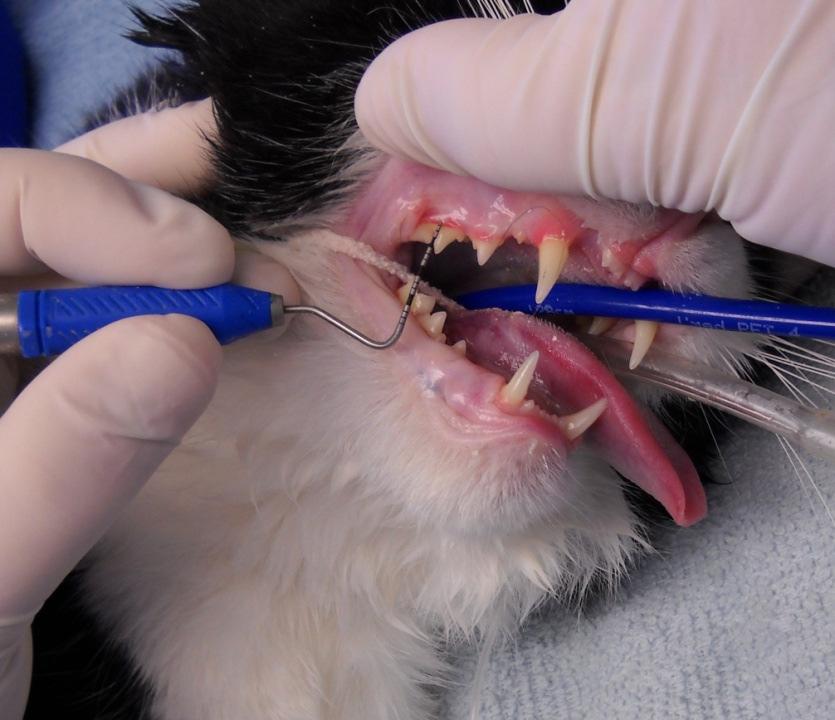 We remove the tartar with a combination of an ultrasonic scaler and hand scaling (just like human dental hygienists).