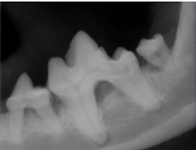 Digital Dental X-rays Above is an x-ray of a dog with severe