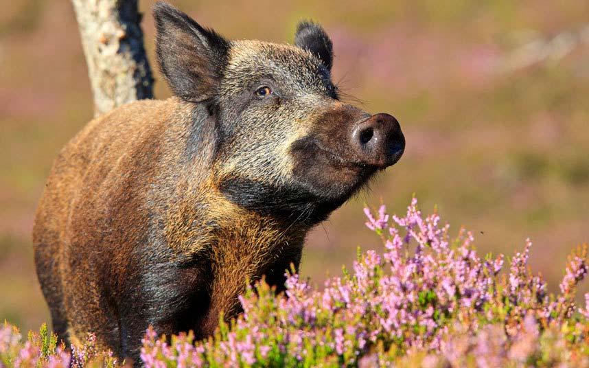 Wild boar an important vector