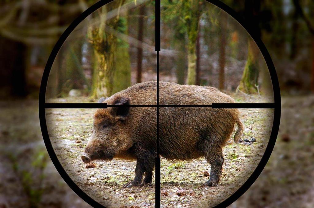 Reduction of wild boar population can reduce (=slow down) the spread of ASF in the
