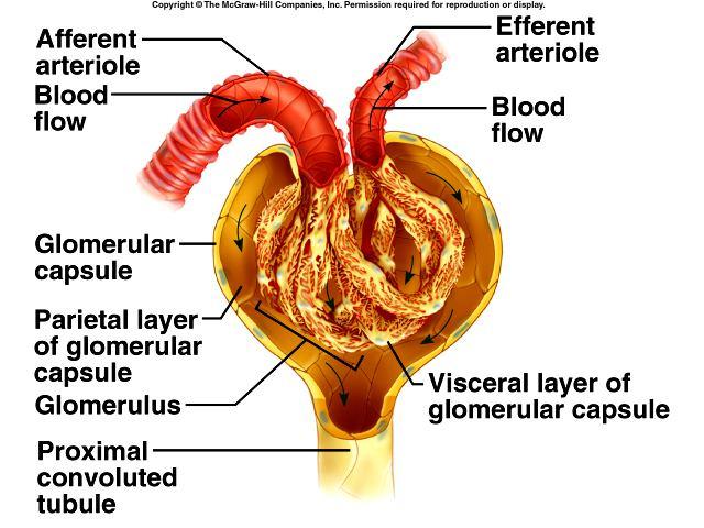 Glomerular