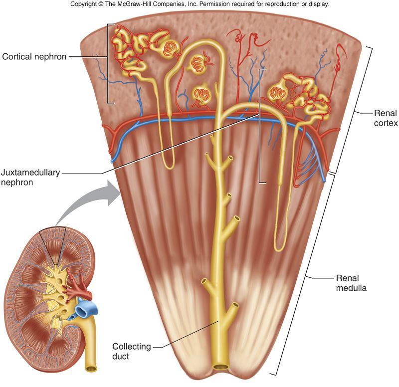 Cortical and Juxtamedullary Nephrons cortical nephrons 80% of nephrons located close to the