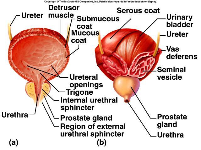 Urinary Bladder the internal floor of the bladder includes a triangular