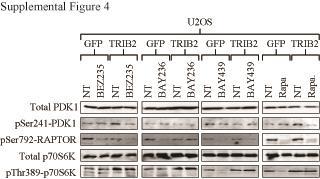 Supplementary Figure 4 PDK1, p70s6k and pser792 Raptor protein levels are not significantly different in cell lines with elevated TRIB2 protein expression.