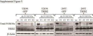 TRIB2 expression did not correlate with significantly different posttranslational modification(s) of the indicated proteins before or after treatment with 100nM BEZ235,