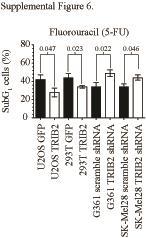 Supplementary Figure 6 TRIB2 confers resistance to 5-Flurouracil.