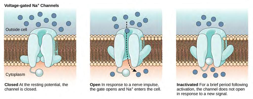 The voltage-gated sodium channel http://neucrad.