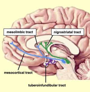 Neurotransmitterid Neurotransmitter Funktsioon Sekretsiooni koht Atsetüülkoliin Pidurdav/erutav CNS/PNS Biogeensed amiinid