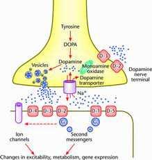inotroopne toime) Hingamiselundkond Neerud - diureesi Kõhunääre väheneb insuliini produktsioon Seedetrakt aeglustab soole motoorikat