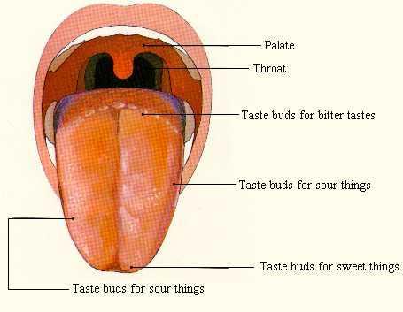 Tongue Structures of the digestive Attached to floor of mouth Made of skeletal muscle attached to four bones Taste buds on the surface Sweet Sour Bitter Salty system Tasting