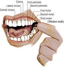 Teeth Structures of the digestive Primary (deciduous) 20 baby teeth Secondary (permanent) 32 adult teeth
