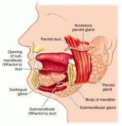 Structures of the digestive Salivary glands Produce enzymes that break down carbohydrates