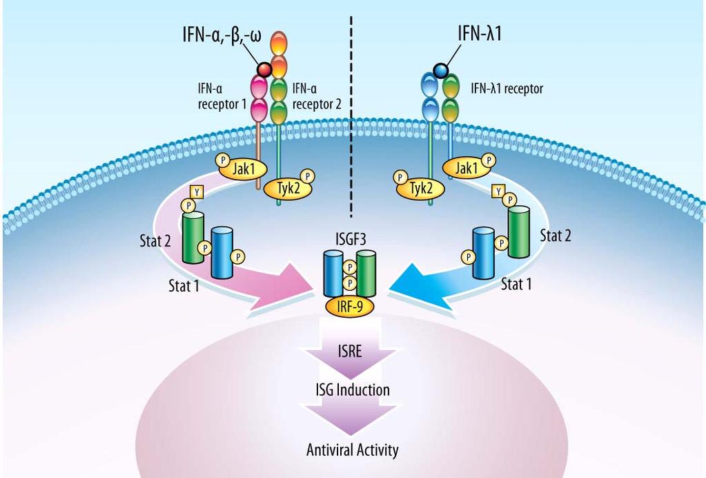 Peg-IFN-lambda-induced antiviral activity via a similar signaling pathway, but distinct receptor Type I Interferons Type III Interferons Broad receptor distribution throughout various