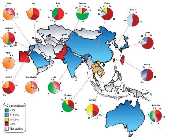 HCV prevalence and genotype in Asia, Australia and Egypt GT1 GT2 GT3 GT4 GT5 GT6 GT 1: Australia, China, Taiwan and North Asia GT 2: Japan, Korea and Taiwan GT 3: India and Pakistan GT 4: