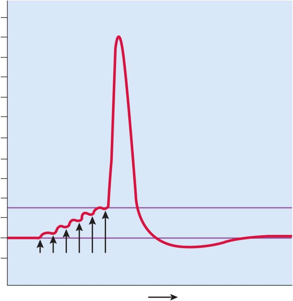 Summation of EPSPs +40 +20 0 mv 20 Action potential 40