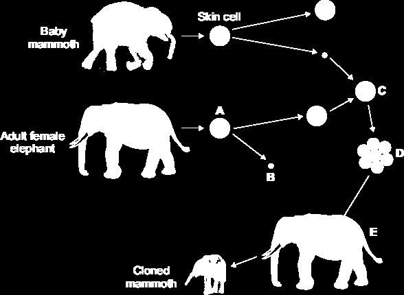 The scientists will use a skin cell from the baby mammoth. The diagrams show how the skin cell will be used. In each question, draw a ring around the correct answer. (i) What type of cell is cell A?