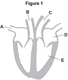 (i) Which blood vessel, A, B or C, takes blood to the lungs? Name parts D and E shown in Figure 1.