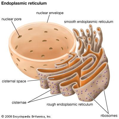 Functions of ER Protein synthesis Calcium storage Biosynthesis of lipid and
