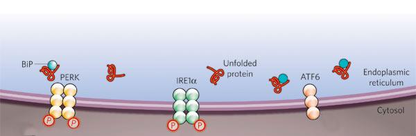 IRE1 (inositol-requiring kinase 1) UPR signaling cascades Initiated by three ER-localized protein sensors PERK