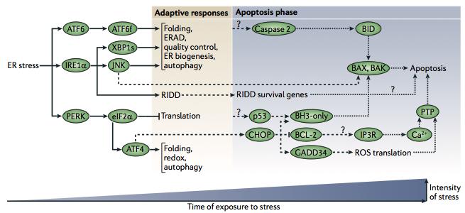 UPR triggers apoptosis under prolong ER stress UPR-mediated cell death is thought to