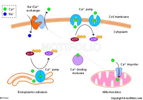 Cytosolic calcium concentration is relatively low Cytosolic calcium is usually in nanomolar range, except during a calcium signal event Na + /Ca 2+ exchanger Plasma membrane Ca 2+ -ATPase
